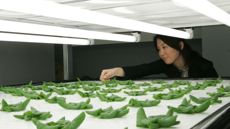 Illustration for article titled 14 High-Tech Farms Where Veggies Grow Indoors